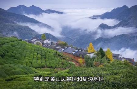 中国十大名茶：黄山毛峰的韵味