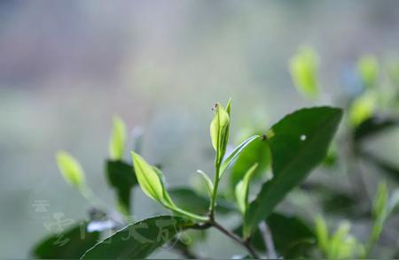 迎接夏季：探索春季茶叶的十大益处