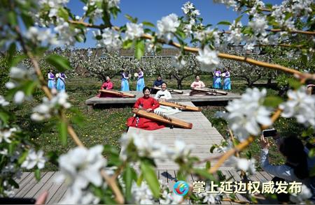 龙井茶园旁，万亩梨花盛开迎游客