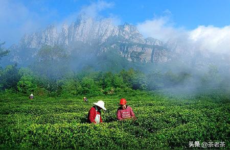 茶文化探秘：庐山云雾茶的传奇故事