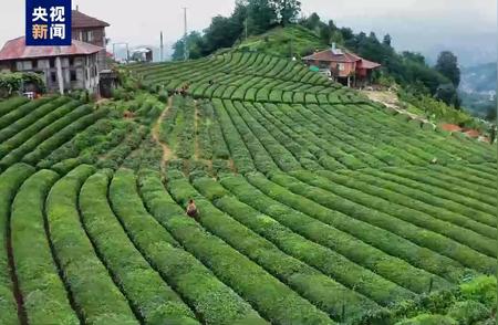 国际茶日特辑：探秘土耳其龙井茶的制作过程
