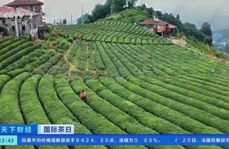 土耳其茶与中国龙井的美妙邂逅