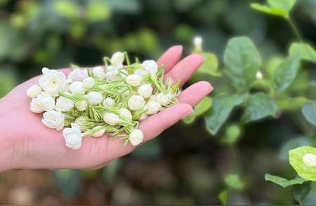 茉莉花茶与绿茶的不同之处