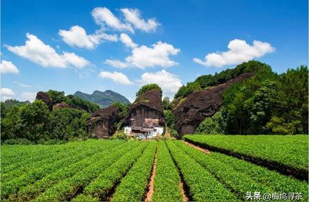 武夷山茶：福建红茶与乌龙茶的王者