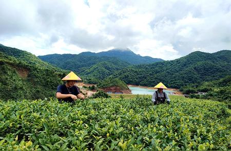 夏日新采，古兜白云茶香飘四溢！