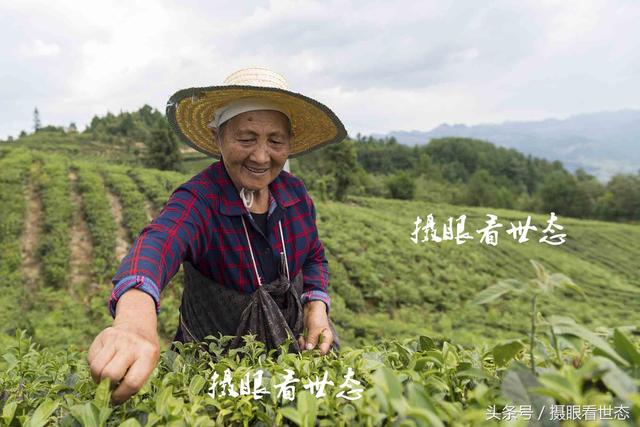 高温下的劳动者，这些农村妇女冒着酷暑上山赶采夏茶，日收入百元