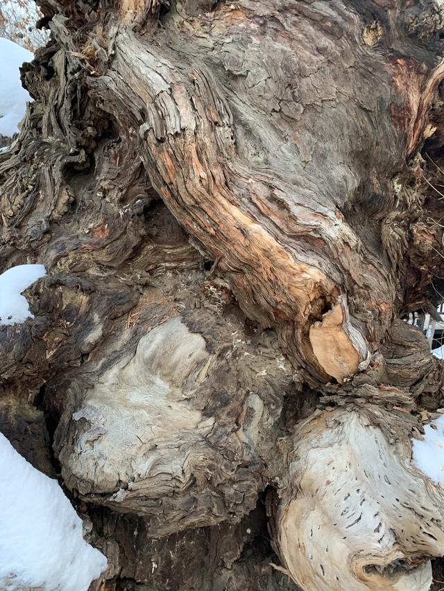 千年胡杨林，万年硅化木，当木头也会讲故事