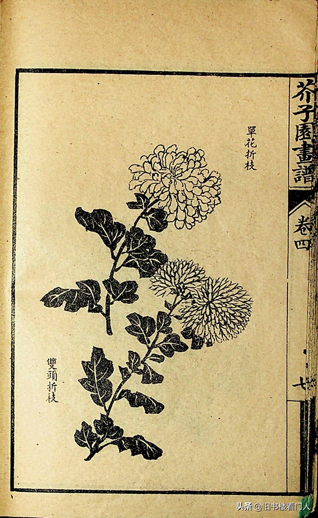 艺术类学画必修之书－《芥子园画谱·菊谱》