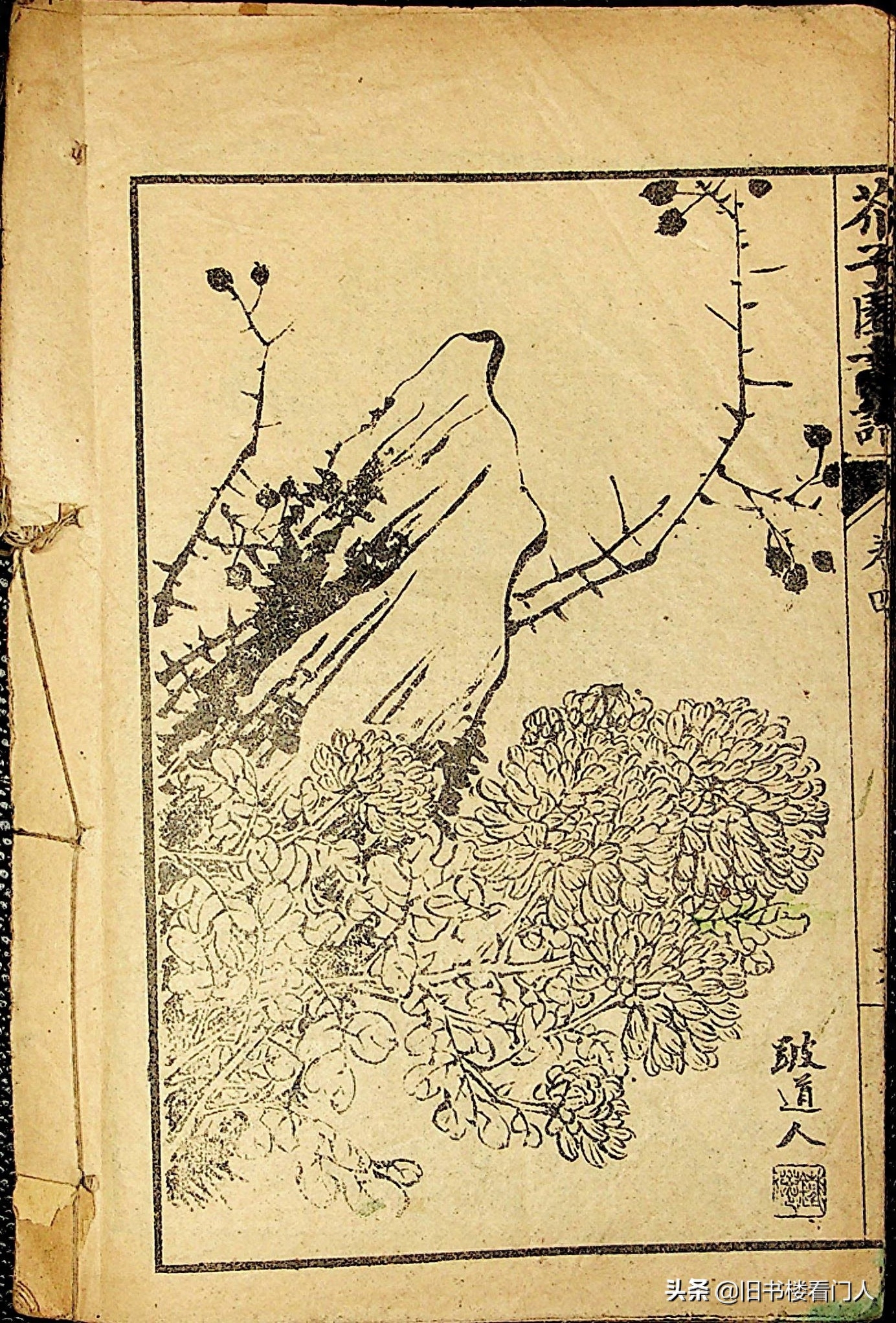 艺术类学画必修之书－《芥子园画谱·菊谱》