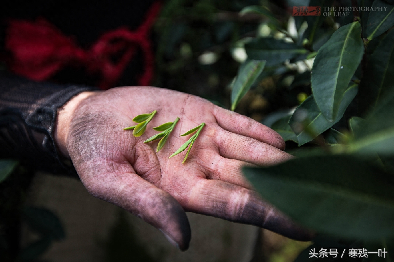 这才是真正的西湖龙井，景区买的是龙井茶，价格相差很多别被骗了