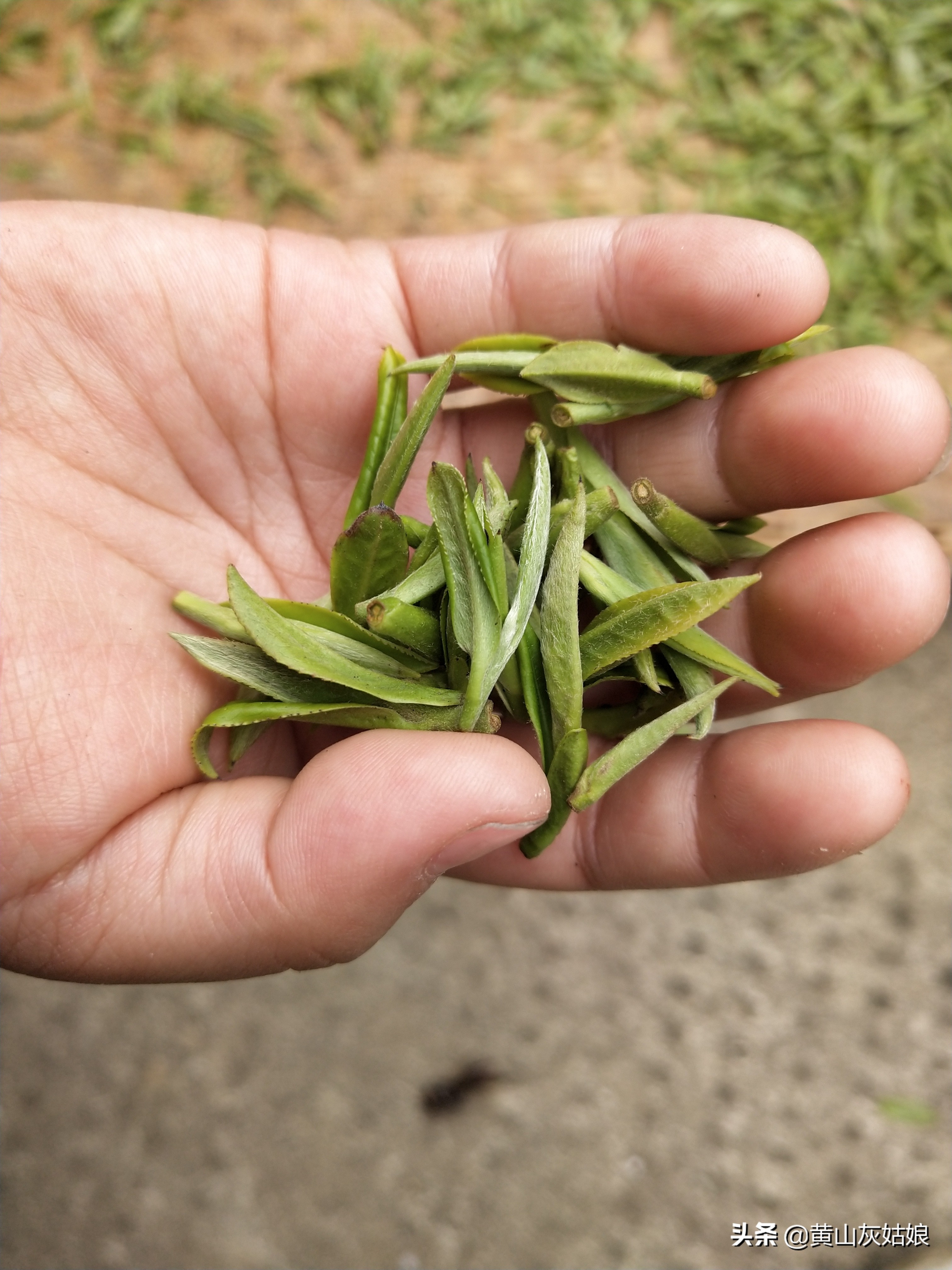 黄山毛峰-富溪核心产区，茶农忙碌的生活，采茶卖茶