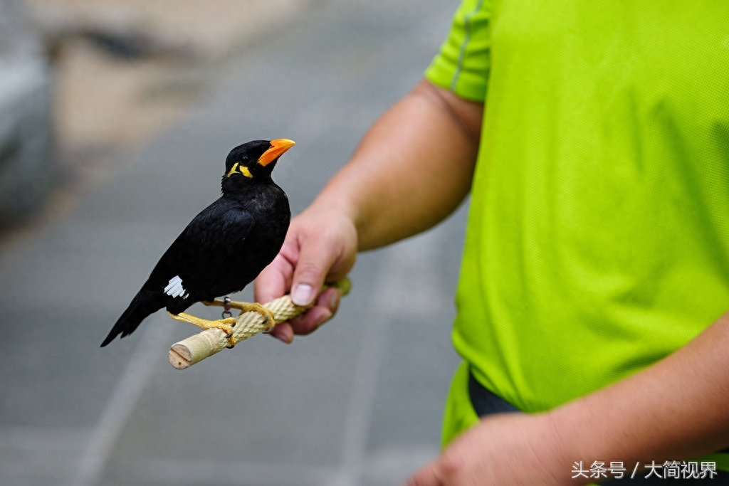 三个月就训好的小八哥长什么样