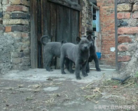 最美乡村田园犬，给你一只，哪一只是你最想要的呢！每一只都不同