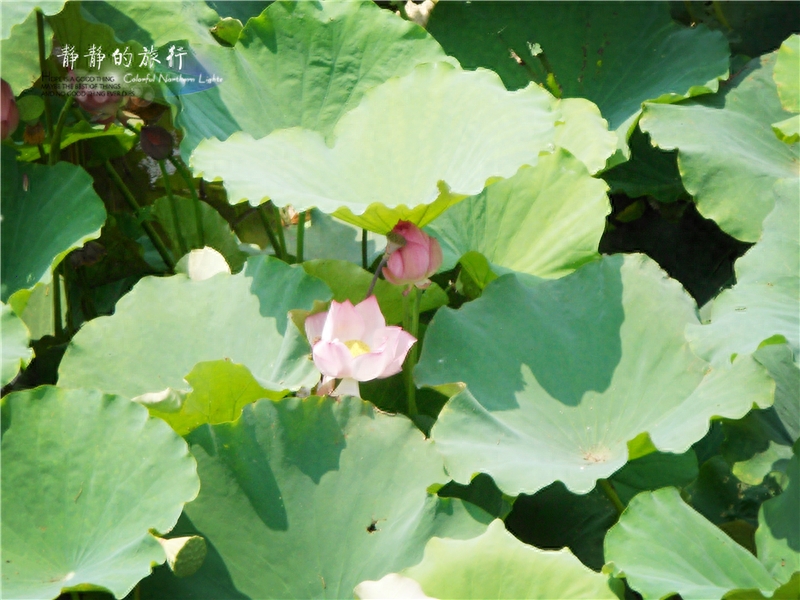 逛岳阳｜寻访传说地 品君山银针感受夏日清凉