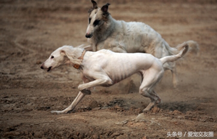 历史古老，个性活泼友善，来自阿拉神的赠物萨路基猎兔犬