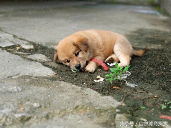 最美乡村田园犬，给你一只，哪一只是你最想要的呢！每一只都不同